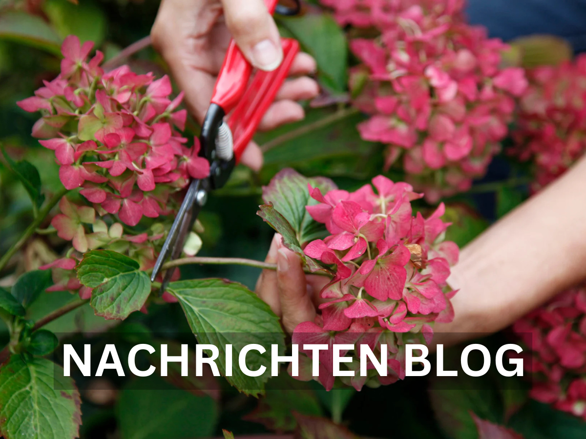 Hortensien trocknen – So bewahren Sie die Schönheit der Blüten